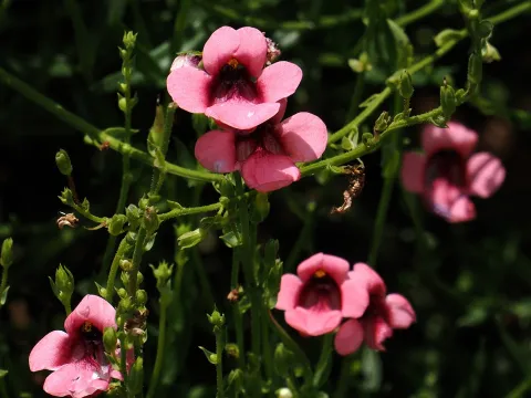 desertnaturalist · CC BY 4.0 · GBIF