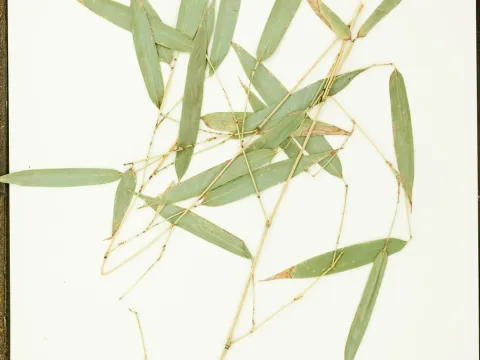 Botanical Research Institute of Texas · CC0 1.0 · GBIF