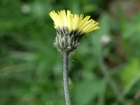 Wolfgang Jauch · CC BY 4.0 · GBIF