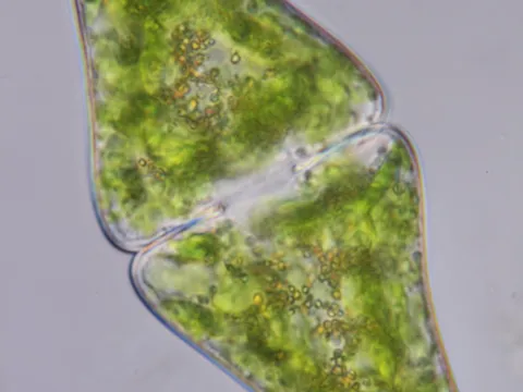 Petr Knotek · CC BY 4.0 · GBIF