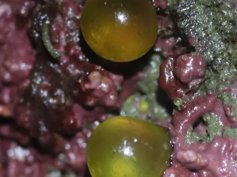 Erin McKittrick · CC BY 4.0 · GBIF