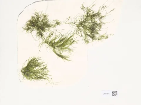 Naturalis Biodiversity Center · CC0 1.0 · GBIF