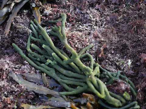 nmoorhatch · CC BY 4.0 · GBIF