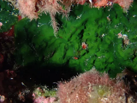 Julien Renoult · CC BY 4.0 · GBIF