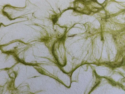 Sarah Vermaak · CC BY 4.0 · GBIF