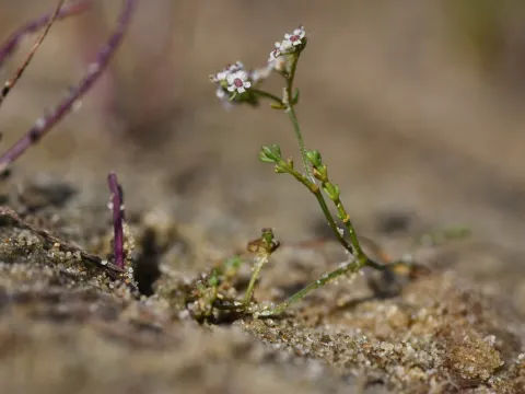 Flavien Saboureau · CC BY 4.0 · GBIF