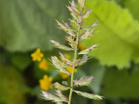 Jahnavee Palsodkar · CC BY 4.0 · GBIF