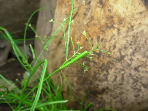 Unknown · CC0 1.0 · GBIF