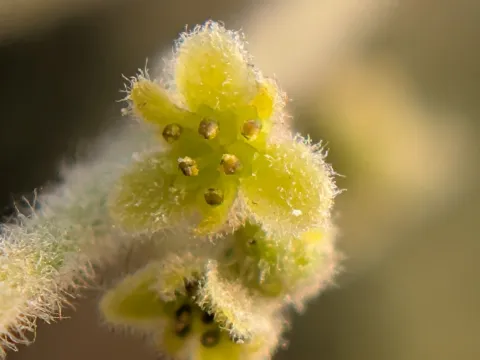 Ravuri Krishna Chaitanya · CC BY 4.0 · GBIF