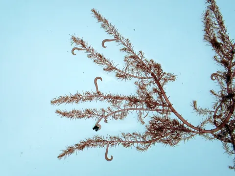 Jamie O'Neill · CC BY 4.0 · GBIF
