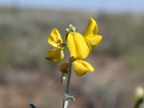 Roger Fryer & Jill Newland · CC BY 4.0 · GBIF