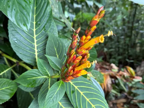 Rachel Lee Harper · CC BY 4.0 · GBIF