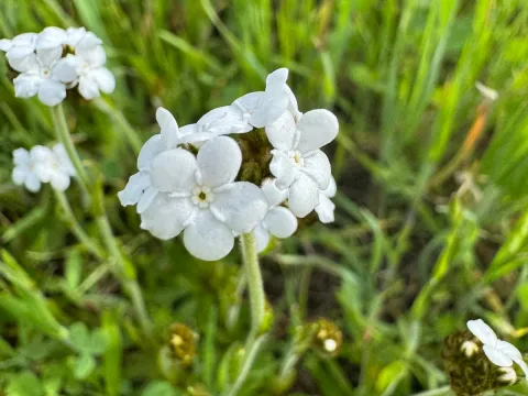 wildflowerwatching · CC BY 4.0 · GBIF