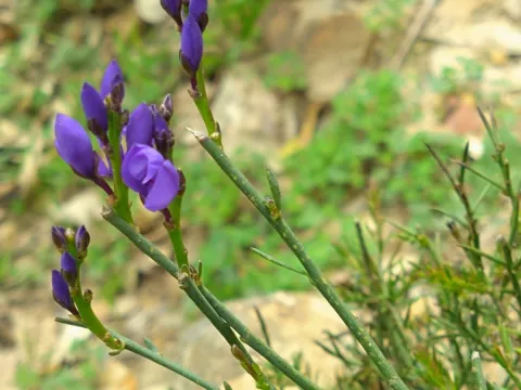 Olivier Argagnon · CC BY 4.0 · GBIF