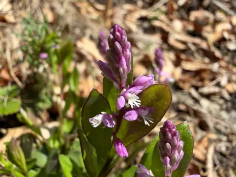 FloraJenensis · CC BY 4.0 · GBIF