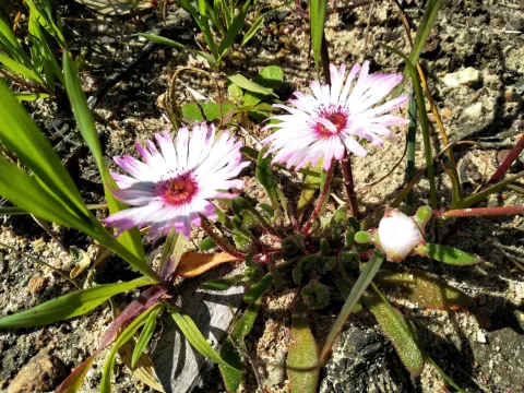 De Waal Hugo · CC BY 4.0 · GBIF