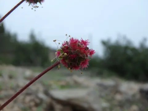 Daniel Cahen · CC BY 4.0 · GBIF