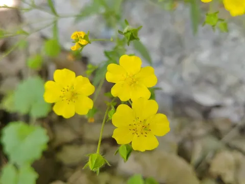Ульяна Ярцева · CC BY 4.0 · GBIF
