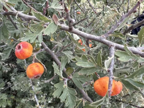 Tigran Tadevosyan · CC BY 4.0 · GBIF