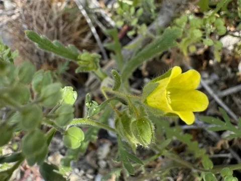 wildflowerwatching · CC BY 4.0 · GBIF