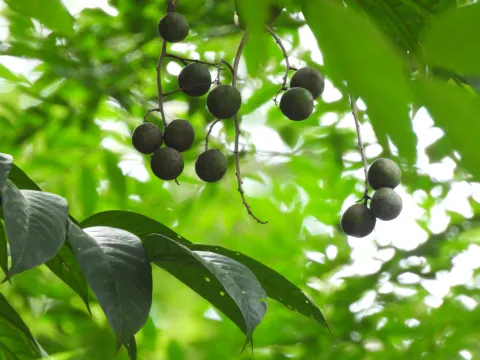 Adam Kamal · CC BY 4.0 · GBIF