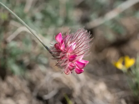 Eleftherios Katsillis · CC BY 4.0 · GBIF