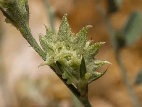Eleftherios Katsillis · CC BY 4.0 · GBIF
