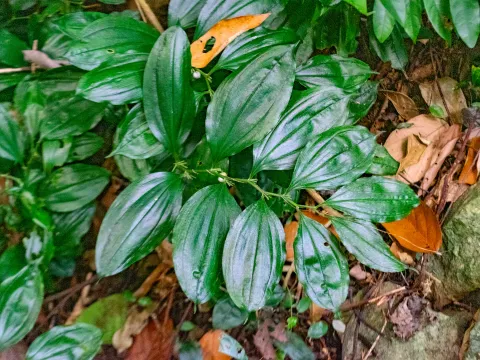 Shawn O'Donnell · CC BY 4.0 · GBIF