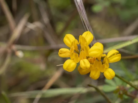 Eleftherios Katsillis · CC BY 4.0 · GBIF
