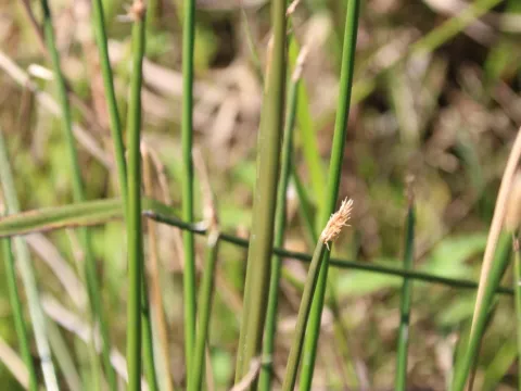 Erwin Sieben · CC0 1.0 · GBIF