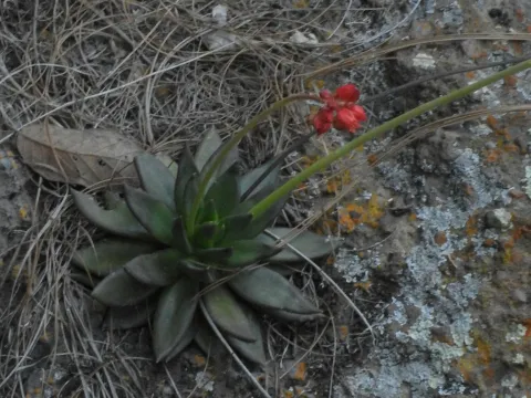 Sinaloa Silvestre · CC0 1.0 · GBIF