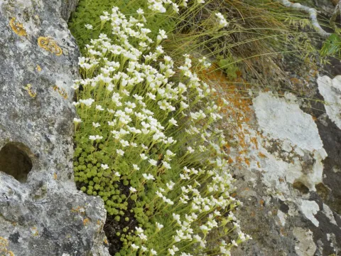 Thierry Arbault · CC BY 4.0 · GBIF