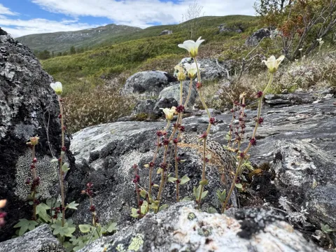 Marianne Moe · CC BY 4.0 · GBIF