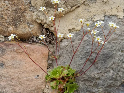 Thierry Arbault · CC BY 4.0 · GBIF