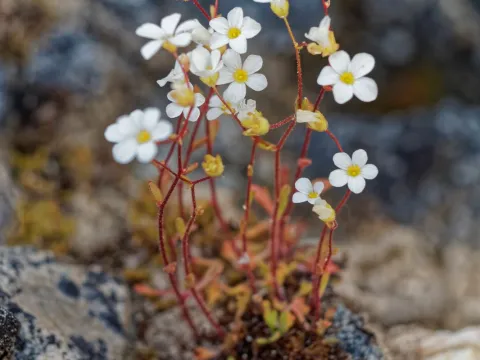 Thierry Arbault · CC BY 4.0 · GBIF
