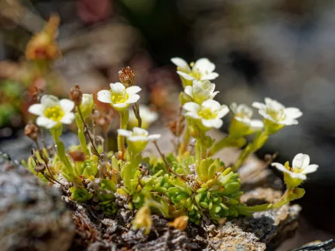 Thierry Arbault · CC BY 4.0 · GBIF