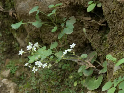 Daniel Cahen · CC BY 4.0 · GBIF