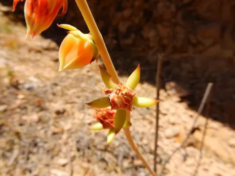 carlosmartorell69 · CC BY 4.0 · GBIF