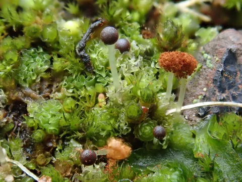 Christian Berg · CC BY 4.0 · GBIF