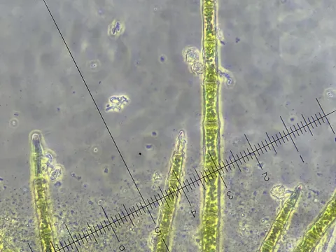 Ulrik Andreassen · CC BY 4.0 · GBIF