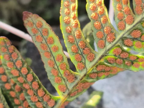 janewilcock · CC0 1.0 · GBIF