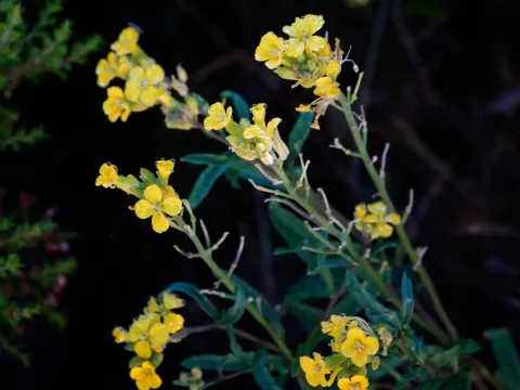 desertnaturalist · CC BY 4.0 · GBIF