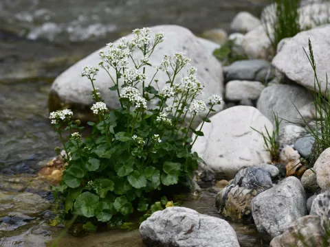 Flavien Saboureau · CC BY 4.0 · GBIF