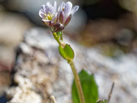 Thierry Arbault · CC BY 4.0 · GBIF
