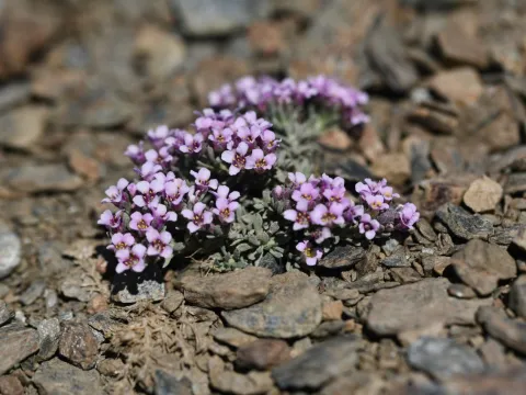 Flavien Saboureau · CC BY 4.0 · GBIF