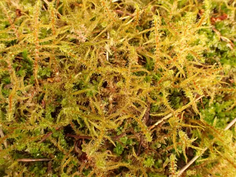 Perry Gunnar Larsen · CC BY 4.0 · GBIF