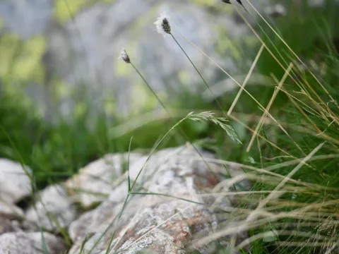 Flavien Saboureau · CC BY 4.0 · GBIF