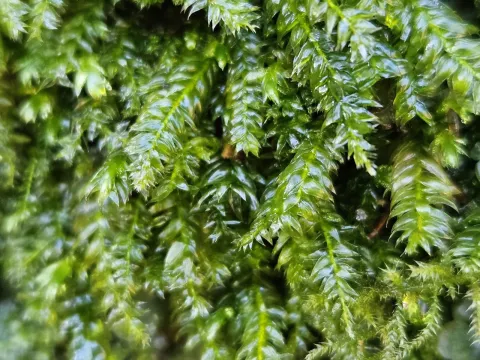 Helen Waterman · CC BY 4.0 · GBIF