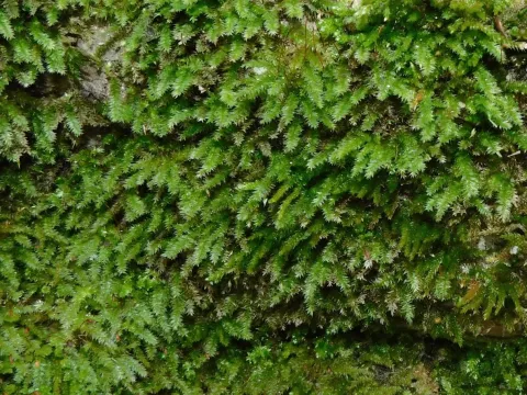 Michael J. Papay · CC BY 4.0 · GBIF