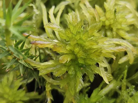 Helen Waterman · CC BY 4.0 · GBIF